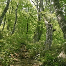 50年ぶりに出た！広島県で大量目撃される「令和のヒバゴン」獣人UMAに町役場が「類人猿相談係」再設置