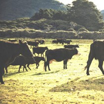 【参院選の場外乱闘】「頭の中が牛肉でいっぱい」自民党・森山裕幹事長が大阪万博で中国副首相に迫る「確約」