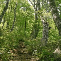 50年ぶりに出た！広島県で大量目撃される「令和のヒバゴン」獣人UMAに町役場が「類人猿相談係」再設置
