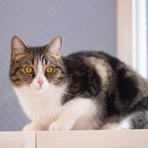 「猫の好物は魚」いったいナゼ!? その答えは「猫の味覚センサー」と「エジプトの壁画」にあった