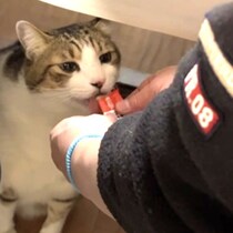 猫にもある「正月」何か楽しいことが起きている…来客と新年会で見せた「いつもとは違う顔」