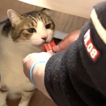 猫にもある「正月」何か楽しいことが起きている…来客と新年会で見せた「いつもとは違う顔」