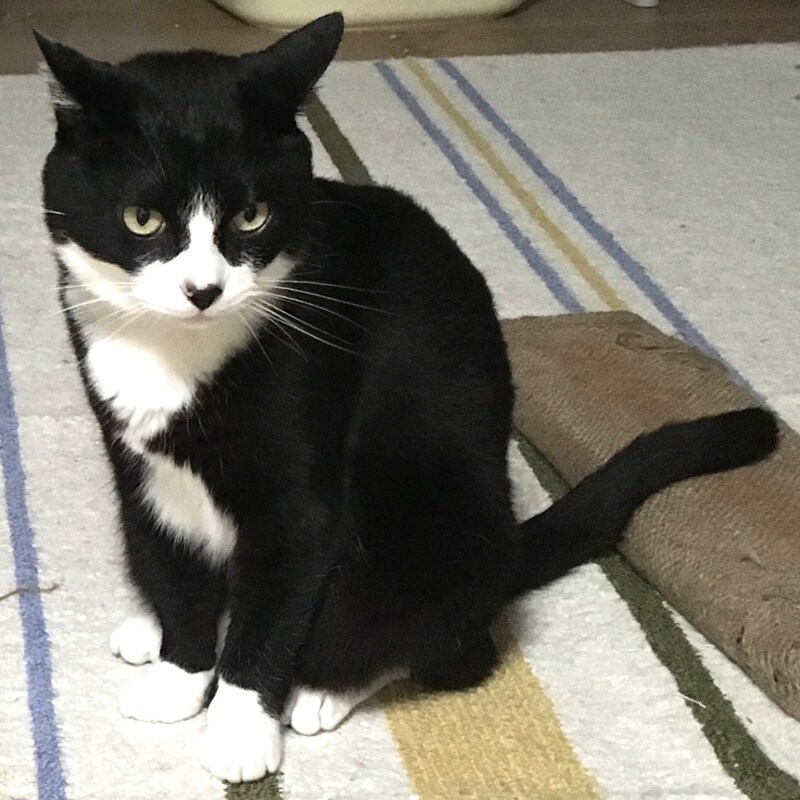 ねこ芸能人も証言！「飼い主の帰りを待って死ぬ」ねこはそういう生き物だったという「新たな体験談」
