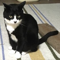 ねこ芸能人も証言！「飼い主の帰りを待って死ぬ」ねこはそういう生き物だったという「新たな体験談」