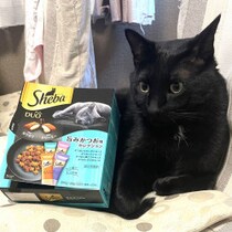 「猫おばさん」の怪行動を目撃！猫が大好きなカリカリの餌「シーバ100個買い占め事件」いったいどうするつもり!?