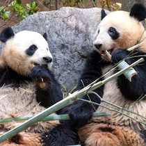 【脱パンダ論】上野動物園から返還「涙、涙のパンダマニア」に中国人が「日本人はパンダ教の信者なのか」冷笑
