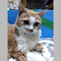 【「背中におでき」老ねこ看病記～前編】獣医が告げた「手術後に目が覚めない可能性があります。悪性ならきれいに治るとは…」