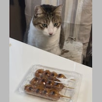猫に食べさせてはいけないものって!? みたらし団子の甘辛いタレを舐めさせていたらなんと…