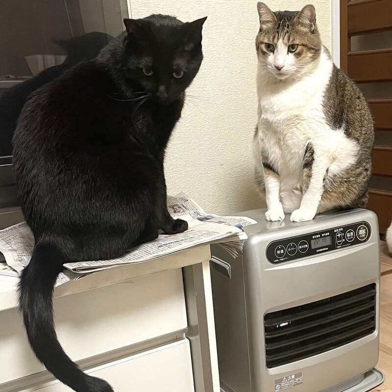 【実録レポート】「猫の血圧」を測ってみた!人間と同じカフを巻いて圧をかけ…「理想の数値」と「成人病予備軍」