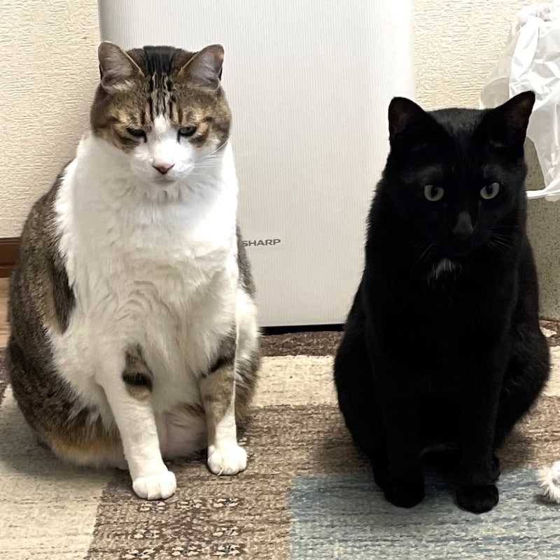 猫の病気で圧倒的に多い「腎臓病と糖尿病」どうやって「兆候」を発見するか…「多飲多尿」の異常を察知