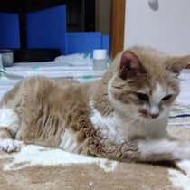 【「背中におでき」老ねこ看病記～後編】息を引き取ってから苦しそうな表情が少しずつ…翌日は見たことがない笑顔に