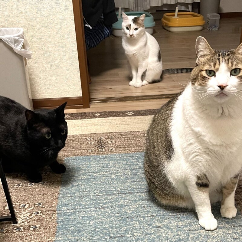 動物病院のポスターにギョッ!!「恐ろしいマダニ媒介疾患」「ウイルス感染症SFTS」で獣医が語った「散歩しない猫にマダニがつくワケ」
