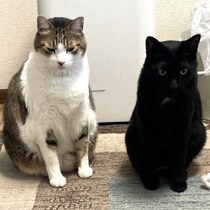 猫の病気で圧倒的に多い「腎臓病と糖尿病」どうやって「兆候」を発見するか…「多飲多尿」の異常を察知