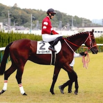 15億円＋11億円＋５億円＋５億円＋1.5億円…世界最強馬フォーエバーヤングが挑む「カネがカネを生む」高額賞金ロード