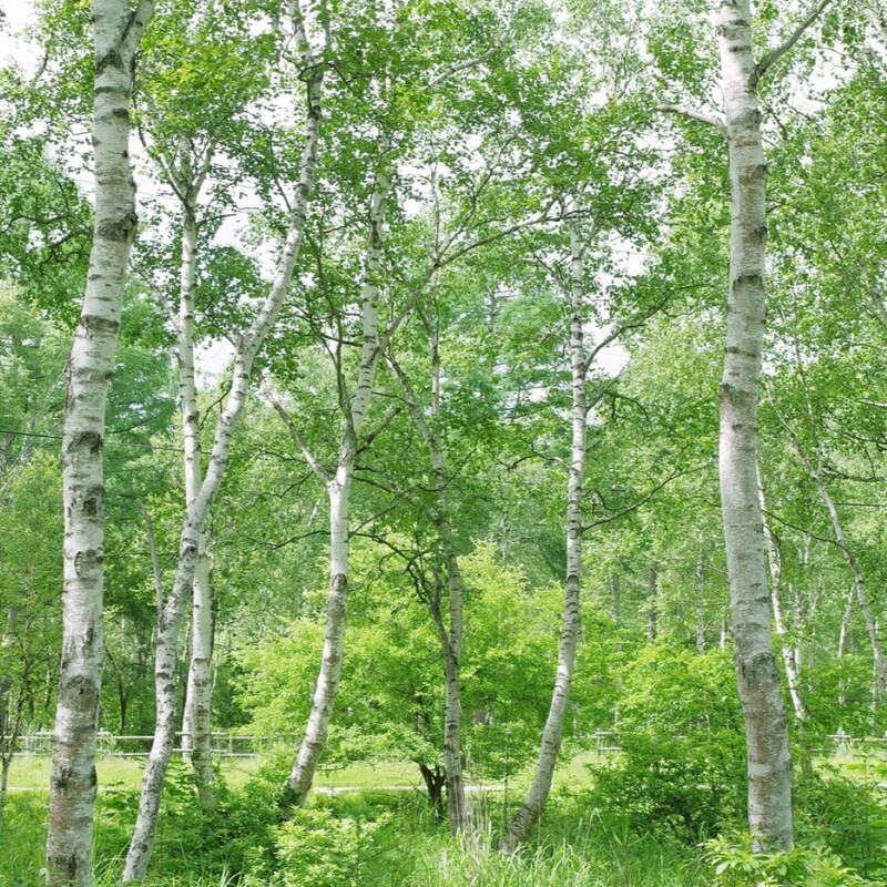 「花粉ゼロの町」の看板に偽りあり!「避粉地」北海道釧路市にあった不都合な真実「スギやヒノキは大丈夫でもシラカバが…」