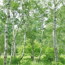 「花粉ゼロの町」の看板に偽りあり！「避粉地」北海道釧路市にあった不都合な真実「スギやヒノキは大丈夫でもシラカバが…」