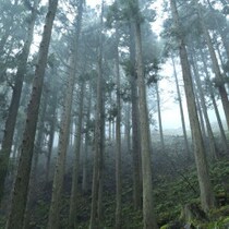 政府ブチ上げ「花粉症ゼロ国策」杉林伐採で大トラブル「山林ハラスメント」と「ハイエナ業者」生活破壊の大暴走！