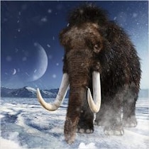 【新説】マンモス絶滅の原因は「ひどい花粉症」による鼻づまりで交尾できなかったから