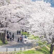 京都で花見旅行パニック！地元住民が頭を抱える「オーバーツーリズム」ひどい現場