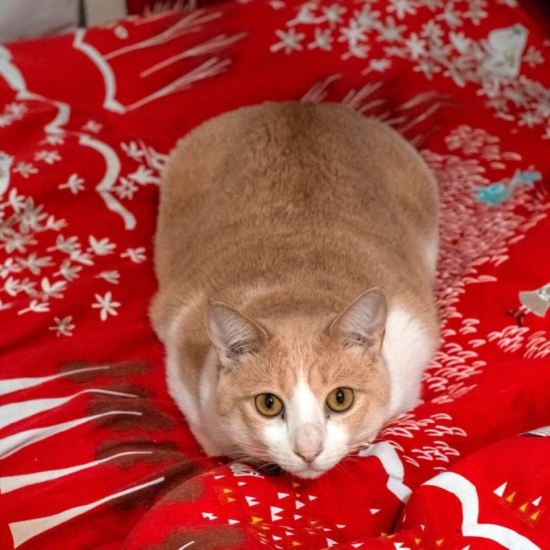 苦しいニャ~ン!もしかしたらその仕草は…急増する「猫の花粉症」発見方法と対処マニュアル