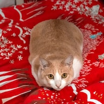 苦しいニャ～ン！もしかしたらその仕草は…急増する「猫の花粉症」発見方法と対処マニュアル