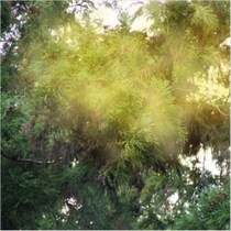 異変！春休み旅行の行き先は「花粉地獄を避けて沖縄と北海道」東南アジアや韓国に脱出する人まで…