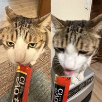 猫が大好きな「ちゅ～る」はそんなにウマイのか!? まぐろ・かつお・とりささみ・サーモン…試しに舐めてみたら「予想外の味」だった