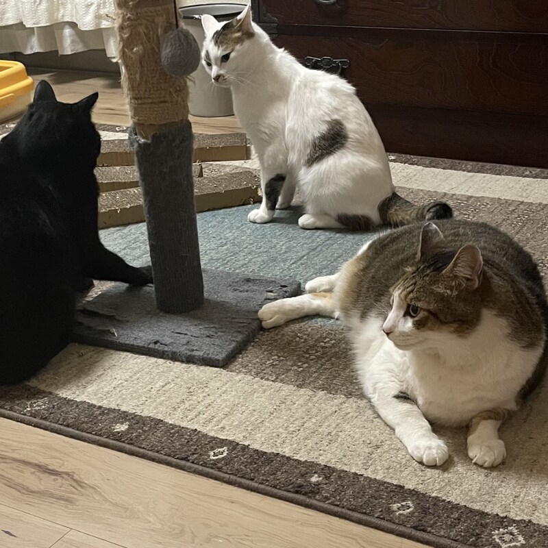 「猫アレルギー」重症発作と闘いながら18年も飼い続けた猫好き女性「涙の告白」
