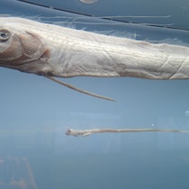 ６月開幕サッカーＷ杯開催地はどうなる!? メキシコで「天変地異の不安」が広がり続ける「終末の魚」２匹同時に打ち上げ騒動