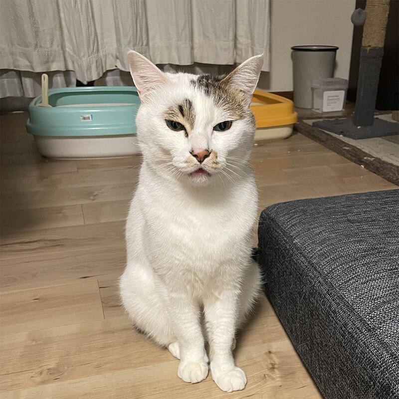 ウチの猫が変な下痢便を出した〈上〉これは異常だ!「白い粘液交じり」と「黒い塊」そして獣医は「よくないです」と言った