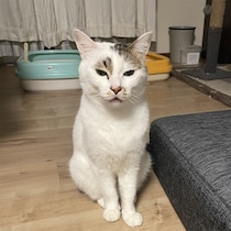 ウチの猫が変な下痢便を出した〈上〉これは異常だ！「白い粘液交じり」と「黒い塊」そして獣医は「よくないです」と言った