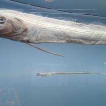 ６月開幕サッカーＷ杯開催地はどうなる!? メキシコで「天変地異の不安」が広がり続ける「終末の魚」２匹同時に打ち上げ騒動