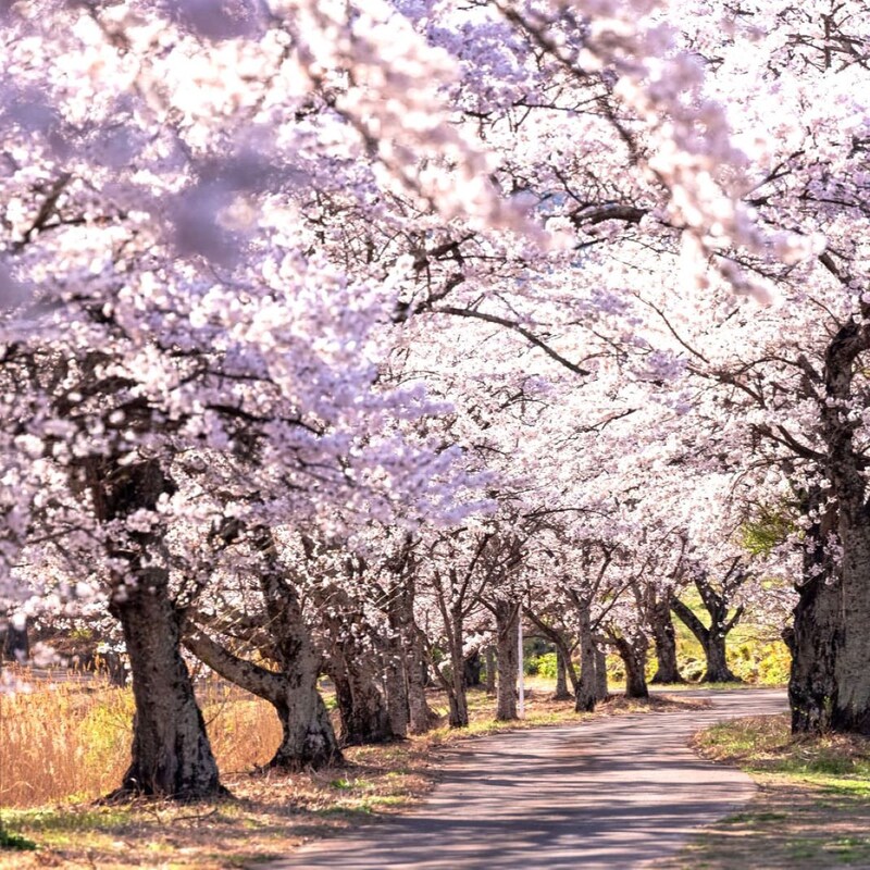 お花見会場に放置されたブルーシートをめくると…壊れた家電・古タイヤ・家庭の不用品が大量に出てくる「不法投棄」の「犯人」