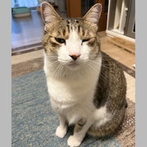 【ウチの猫の瞼が開かなくなりました】花粉症が治まったのに…保護ねこ譲渡会に紛れ込む「ウイルス持ちの個体」