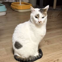 ウチの猫が変な下痢便を出した〈下〉処方された薬は「抗生物質⇒胃腸薬⇒整腸剤⇒下痢止め」ちゅ～るに混ぜたら食べるのか