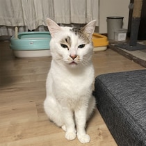 ウチの猫が変な下痢便を出した〈上〉これは異常だ！「白い粘液交じり」と「黒い塊」そして獣医は「よくないです」と言った