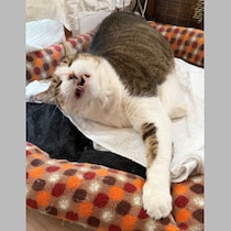 獣医が語る「猫の花粉症」対策…血液検査とパッチテストで診断！つけっぱなしエアコンにも「アレルゲン」が…