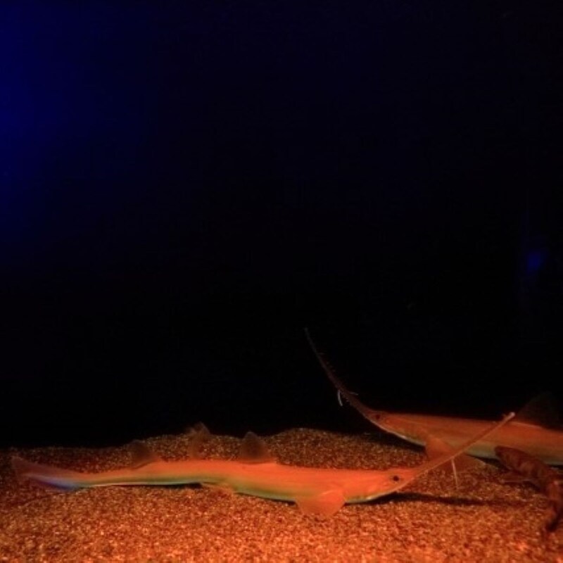 【超神秘ドキュメント】小笠原海溝「水深9137メートル」で撮影！奇妙な突起を持つ「地球上のどのグループにも属さない」正体不明の生物