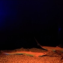 【超神秘ドキュメント】小笠原海溝「水深9137メートル」で撮影！奇妙な突起を持つ「地球上のどのグループにも属さない」正体不明の生物