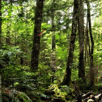 【2026年に発見されそうなUMA①】DNA分析とAIを駆使した徹底調査で解き明かされる「インドネシア・スマトラ島の新霊長類」