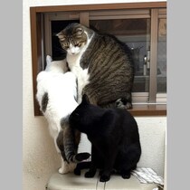 「猫を飼っていますか」「ハイ」耳鼻科医に言われたまさかの診察結果「鼓膜に猫の毛が張り付いてますよ」って!?