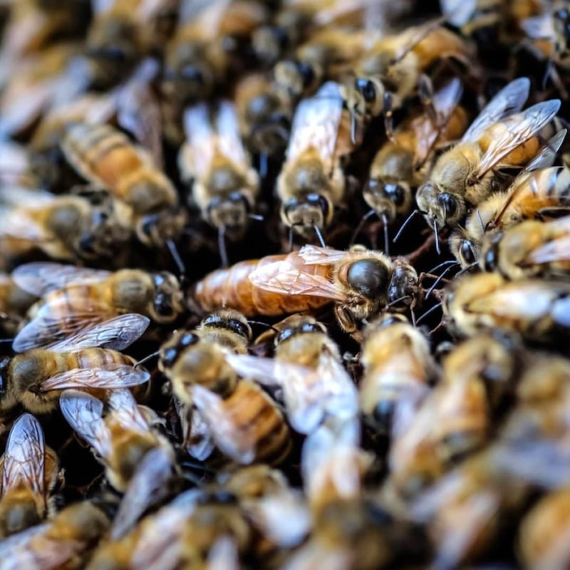 イスラエルの街が「蜂の大群」で埋め尽くされた阿鼻叫喚の恐怖映像！これは「イザヤ書７章18節」記述の再現か