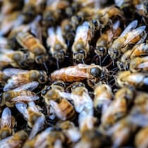 イスラエルの街が「蜂の大群」で埋め尽くされた阿鼻叫喚の恐怖映像！これは「イザヤ書７章18節」記述の再現か