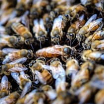 イスラエルの街が「蜂の大群」で埋め尽くされた阿鼻叫喚の恐怖映像！これは「イザヤ書７章18節」記述の再現か