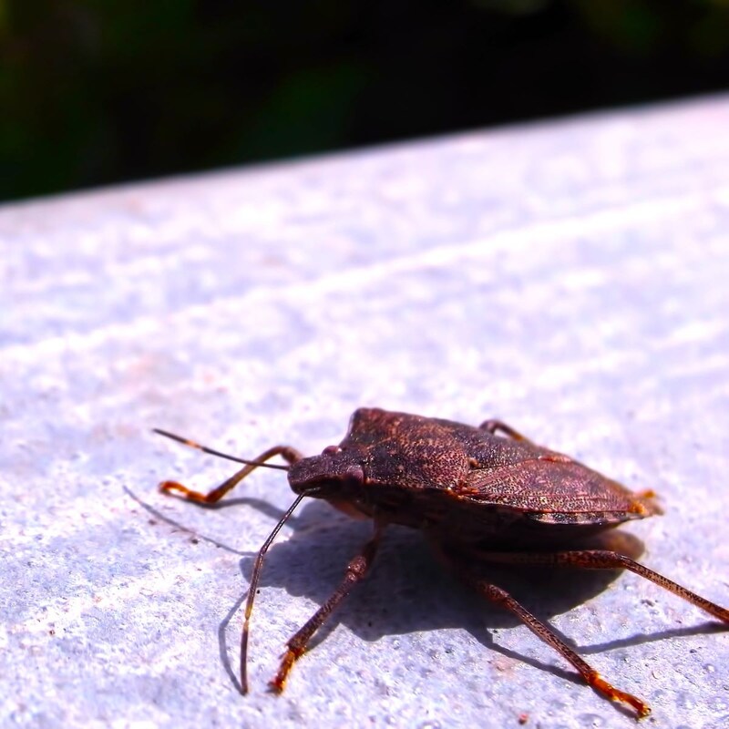 カメムシ「過去最多レベルの大量発生」果樹園だけではない「一般家庭に侵入⇒甚大被害」で撃退・駆除スプレーの大ヒットぶり