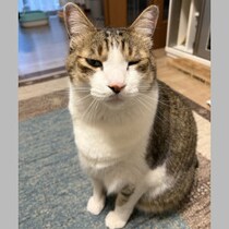 【ウチの猫の瞼が開かなくなりました】花粉症が治まったのに…保護ねこ譲渡会に紛れ込む「ウイルス持ちの個体」
