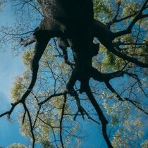 【恐怖現象】不敬を働く者には悪霊が天罰を下す…米ニュージャー州に実在する「呪いの大木」