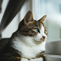 「何もないところをジッと見つめて猫パンチ」の不思議！超音波を聞き取り第六感が備わる猫には「霊が見えていた」