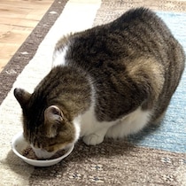 猫はなぜこんなに「カツオ」が大好きなのか…「強力なサインと嗅覚」そして聞き捨てならない「イエローファット」症状