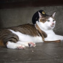 令和の「ネコノミクス」再燃！看板猫がいる「幸せな鉄道駅」海外からの巡礼者と「猫ファースト」ルールの実情
